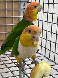 Coppia caicco testa gialla