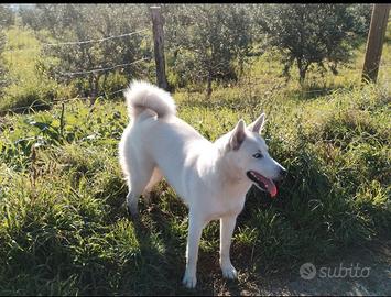 Siberian Husky