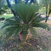 Cycas grandi e bellissime