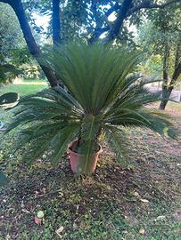 Cycas grandi e bellissime