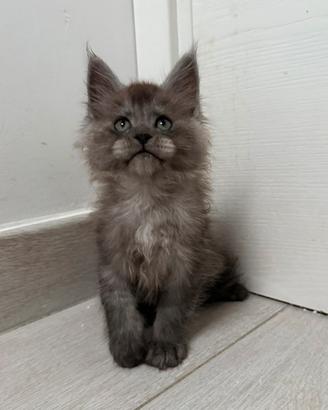 Cuccioli maine coon linee estere TOP Pedigree ANFI