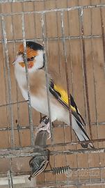 Cardellino