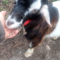 Capra Maschio di un anno