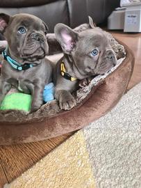Cuccioli di bulldog francesi