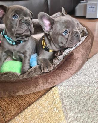 Cuccioli di bulldog francesi