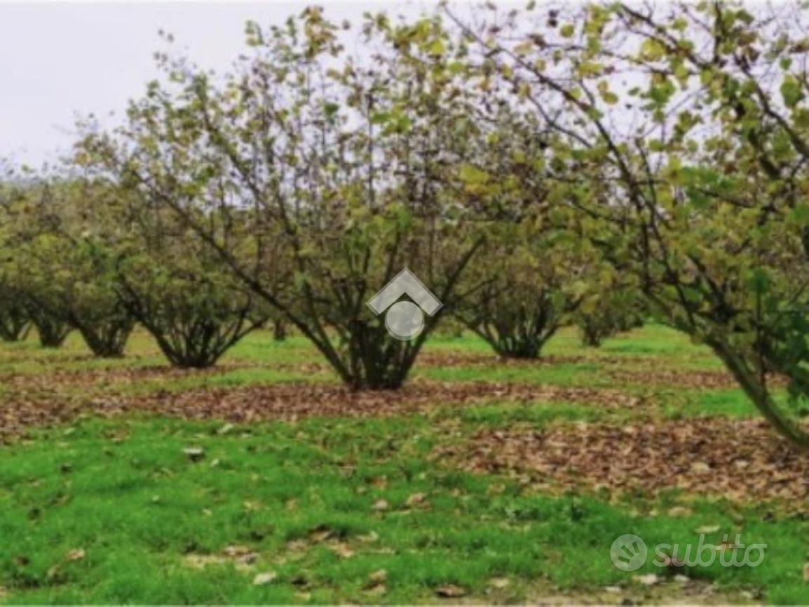 TER. AGRICOLO A MERCOGLIANO - Vista 6