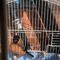 Ciuffolotto Pastello Bruno