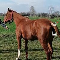 Incrocio quarter 8 Anni