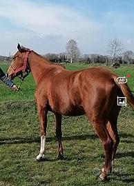 Incrocio quarter 8 Anni