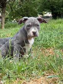 Cucciola di pitbull