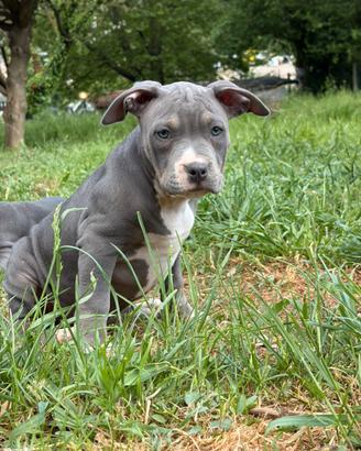 Cucciola di pitbull
