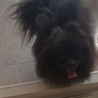 Pomerania Spitz femminuccia mantello blù