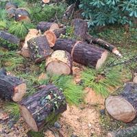 Legna di pino da ardere