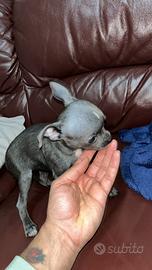 Cucciola femmina di Chihuahua blu meravigliosa