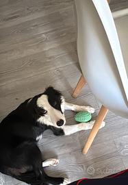 Border collie di 5 mesi