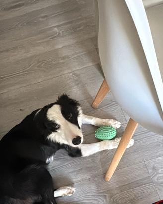 Border collie di 5 mesi