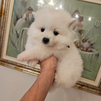 Volpini italiani cuccioli