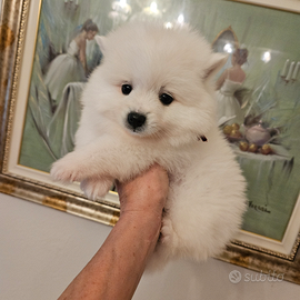 Volpini italiani cuccioli