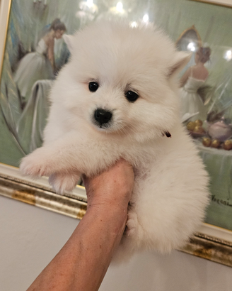 Volpini italiani cuccioli