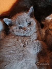 Morbidissima simpatica cucciola scottish straight