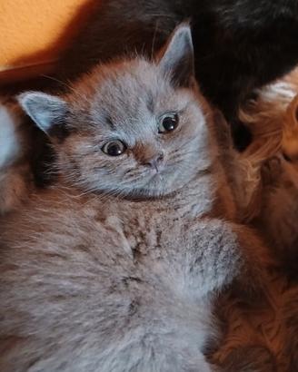 Morbidissima simpatica cucciola scottish straight