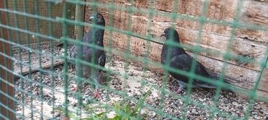piccioni