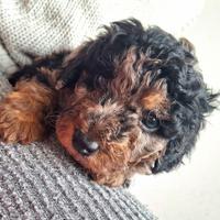 Barboncino nano merle