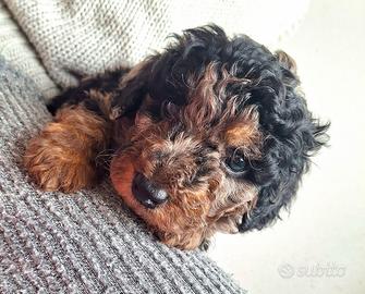 Barboncino nano merle