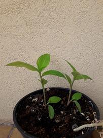 Tredescantia fluminensis