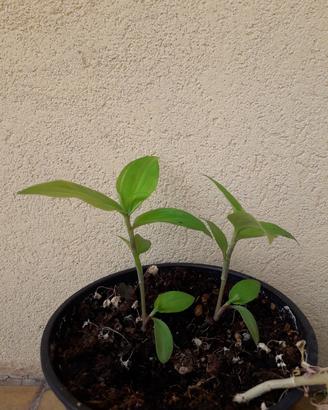 Tredescantia fluminensis