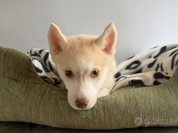 Siberian Husky con pedigree enci