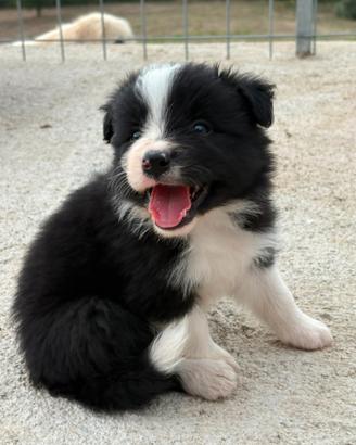 Border Collie