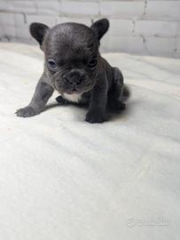 Bulldog francesi blu tan merle