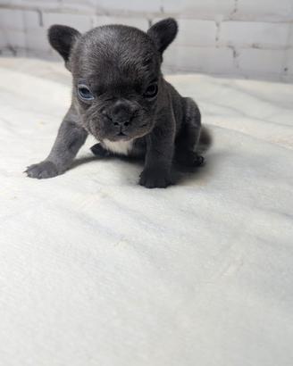 Bulldog francesi blu tan merle