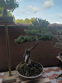 bonsai