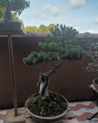 bonsai