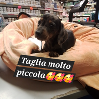 Bassotto arlecchino femmina