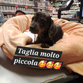 Bassotto arlecchino femmina