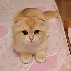 Maschietto Scottish Fold colore Black Golden Shell