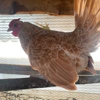 Trio di sebright camoscio