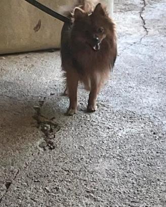 Volpino pomerania