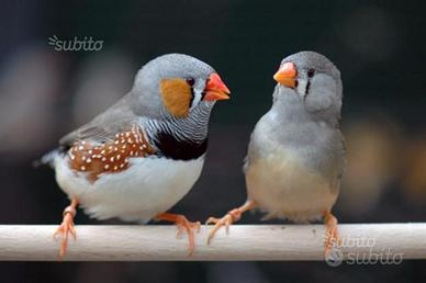 Diamantini maschi e femmine