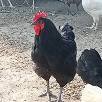 Gallo di razza Australop e galline