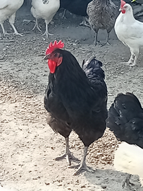 Gallo di razza Australop e galline