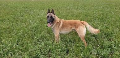 Pastore Belga malinois