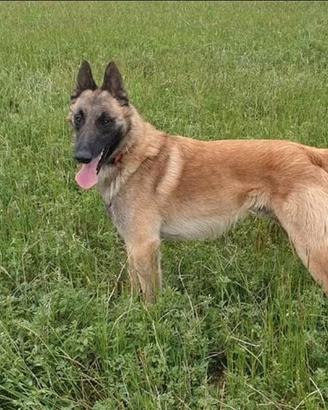 Pastore Belga malinois