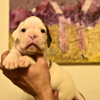 Cucciolo maschio di Boxer bianco
