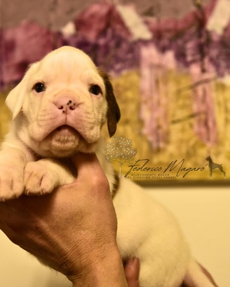 Cucciolo maschio di Boxer bianco