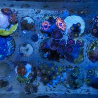 Talee coralli molli e favites, euphyllia, Goniopor