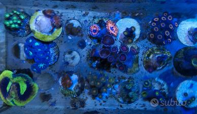 Talee coralli molli e favites, euphyllia, Goniopor